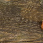 Acorns on a rustic wooden background